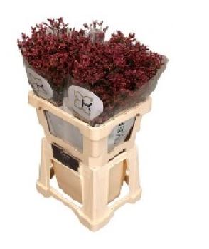 Limonium sin. Scarlet Diamond - 5 Stiele